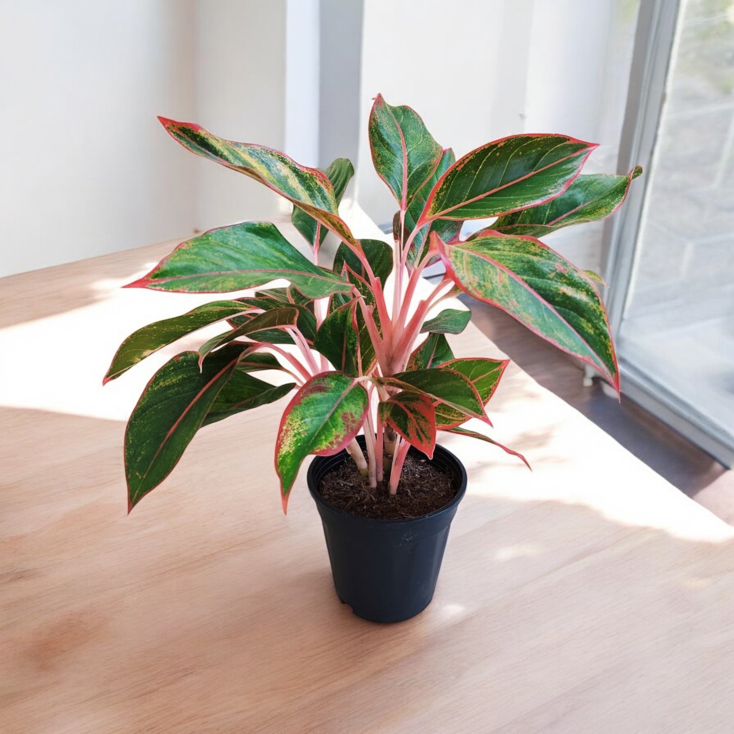 Aglaonema Red Plant (Lipstick Plant) for Indoor